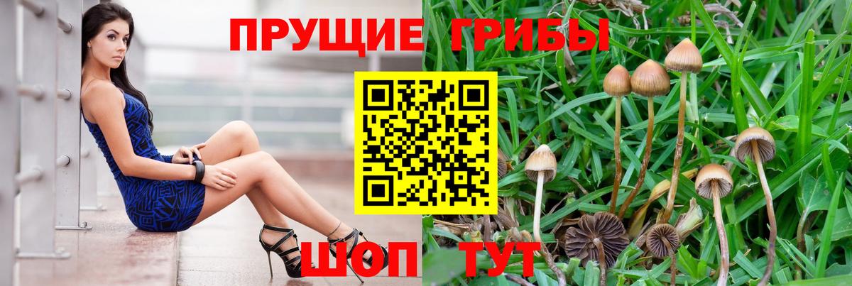 Псилоцибиновые грибы Psilocybine cubensis Нижний Тагил